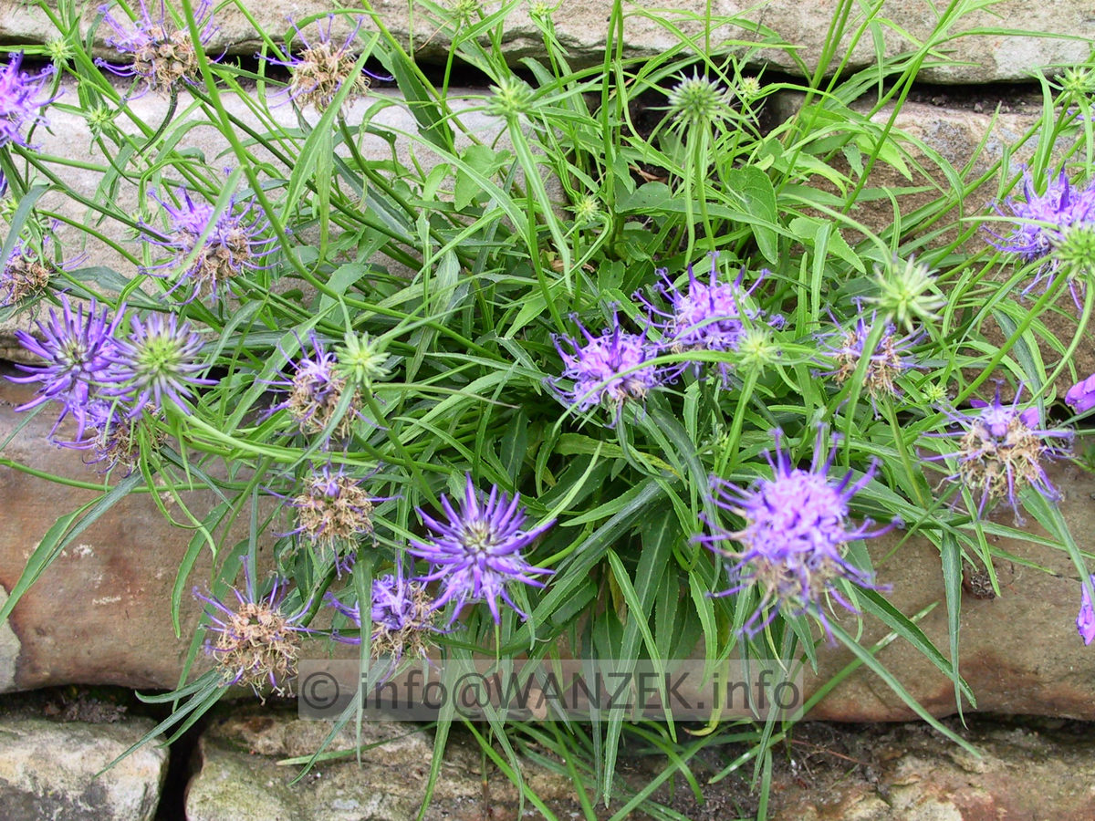 Phyteuma scheuchzeri3 (Teufelskralle).jpg